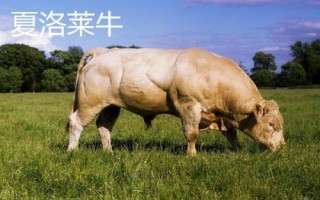 10種最貴的牛，包括日本和牛、安格斯牛、夏洛萊牛等品種