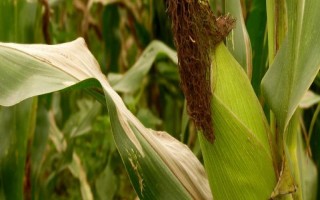 珍禾玉1號玉米品種簡介，畝植密度2800-3000株