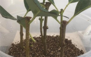嫁接桂花的方法，將枝條插入砧木中并綁扎薄膜