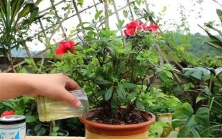 花中西施是什么花，是指的杜鵑花