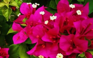 三角梅夏天怎么養(yǎng)開(kāi)花多，保證光照充足是關(guān)鍵