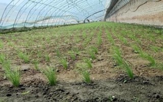韭菜的種植技術(shù)，土壤解凍后到秋分可隨時播種