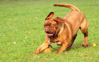 有哪些短毛大型犬，包括大丹犬、杜賓犬、羅威納犬等品種