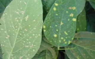 大豆霜霉病，主要危害大豆的幼苗、葉片、種子