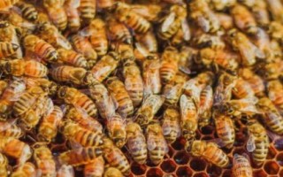失王蜂群會(huì)不會(huì)自己造王，蜂群能自己造王