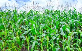 粟豐768玉米品種的特性，適宜密度為5000株/畝左右