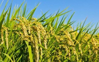 金優(yōu)313水稻種子特征特性，3月中下旬播種