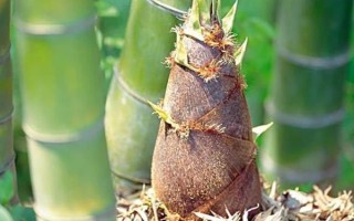 怎么養(yǎng)觀賞竹子，喜半陰的光照環(huán)境