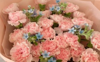 康乃馨的花語，代表永恒、質(zhì)樸、健康、母親的愛