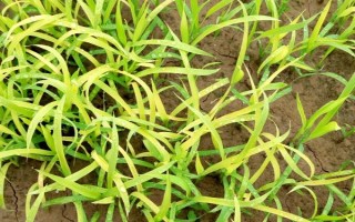 水稻機(jī)插秧育秧技術(shù)，早稻一般在3月上中旬播種