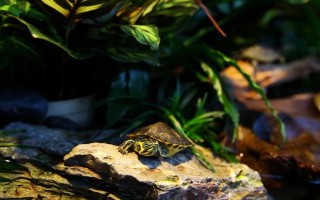 能不能用深水飼養(yǎng)烏龜，豬鼻龜、麝香龜?shù)绕贩N可以養(yǎng)在深水缸中