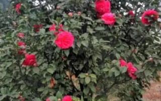 山茶花的繁殖方法，可采用播種、扦插等方式