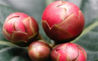 茶花的花苞干枯的原因，可能是環(huán)境不適宜或花苞缺水等