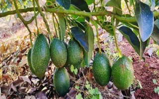 牛油果的成熟時間，一般為8-9月份