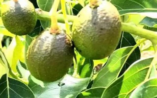 胖大海的收獲時間，春季種植的4-6月便可收獲