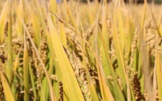 蘇秀810水稻種子介紹，遲熟中粳稻早熟常規(guī)品種