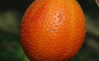 木鱉果是什么水果，是一種多年生藤本植物的果實(shí)