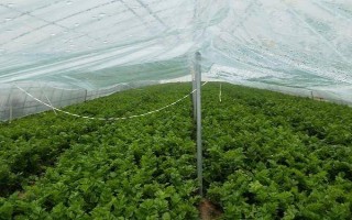夏季高溫怎么種植芹菜，按照10厘米左右的間距播種
