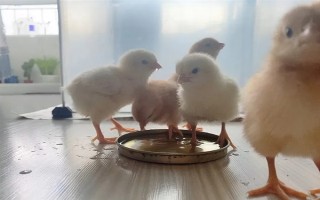 小雞的飼養(yǎng)要點，根據(jù)當(dāng)前日齡調(diào)整溫度
