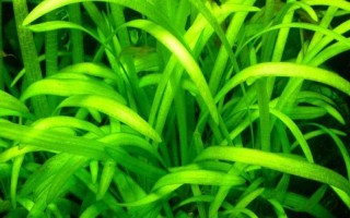 什么水草好養(yǎng)，常見(jiàn)的有綠菊、大寶塔、水蘭等