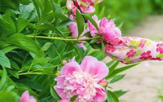 春季怎么修剪牡丹花，剪除生長(zhǎng)不良的枝條可節(jié)省養(yǎng)分