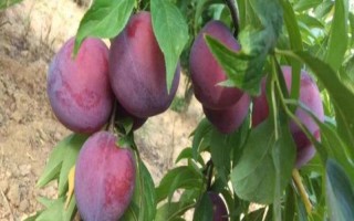極早熟杏李風(fēng)味玫瑰的特點(diǎn)，含糖量高于任何杏、李品種