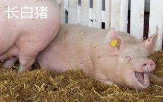 豬有哪些品種，包括杜洛克、成華豬、大白豬、長白豬等種類
