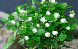 茉莉花花期有多長，可以從5月持續(xù)到8月