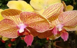 黃蝴蝶蘭的花語，寓意活潑可愛、飛向幸福等