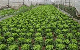 哪些蔬菜可以在6月份種植，適合選擇黃瓜、番茄、豇豆等品種