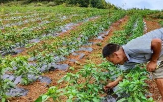 辣椒幾月種植合適，適合在3-4月份種植