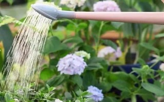 過年養(yǎng)哪些花喜慶，推薦報(bào)春花、蝴蝶蘭等