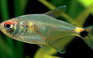 貝蒂燈魚好不好養(yǎng)，適合新手飼養(yǎng)