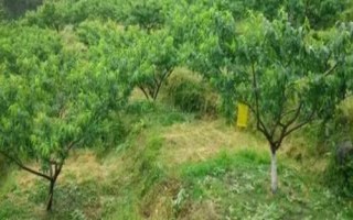 黃桃種植技術(shù)，根據(jù)氣候環(huán)境來選擇合適的品種