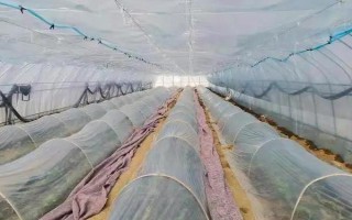 棚室更茬換季要注意什么，為圖省事將殘株雜草翻入地中容易引發(fā)病蟲害
