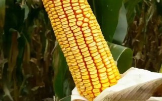 新玉65號玉米種子簡介