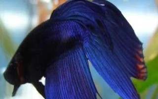馬尾斗魚如何鑒別公母，公魚的魚鰭較大且長(zhǎng)、母魚的魚鰭較短小