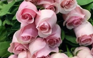 什么是粉玫瑰，屬于薔薇目、薔薇科直立灌木