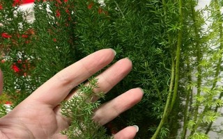 天門(mén)冬的盆栽養(yǎng)殖方法，最好置于半陰的環(huán)境中養(yǎng)護(hù)