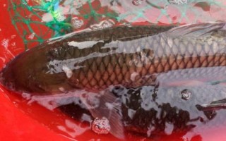 1.2號子線能釣幾斤的魚，3斤至4斤的魚適合釣
