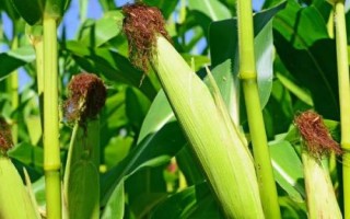 V809玉米種子介紹，高抗莖腐病
