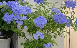 藍(lán)雪花的形態(tài)特征，一般高約20-30厘米