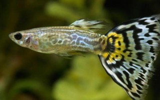 成年孔雀魚的繁殖間隔，每隔1個月左右繁殖一次