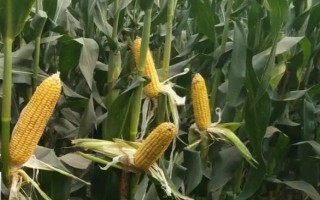 織單5號玉米品種簡介，全生育期151天