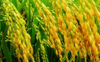 臨秈25(試驗名稱：臨秈25)水稻種子特點，全生育期161.7天