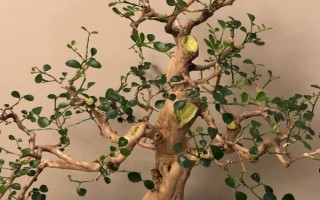 九里香如何養(yǎng)殖，養(yǎng)殖時應用排水性好的沙質(zhì)土