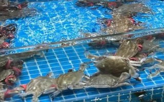 梭子蟹的養(yǎng)殖溫度，適宜溫度為15.5-26℃