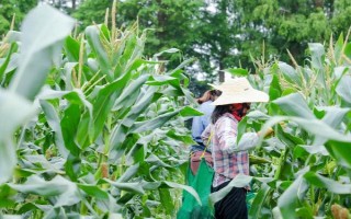 MC812玉米種子介紹，接種鑒定中抗大斑病和小斑病