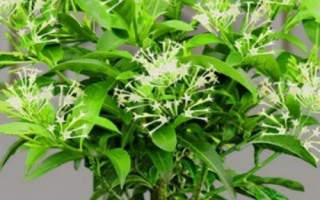 蚊子怕什么，懼怕蚊香、殺蟲劑等化學(xué)物品
