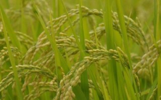 隆兩優(yōu)1377的產(chǎn)量表現(xiàn)，平均畝產(chǎn)482.02千克